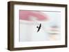 Peregrine falcon in flight, Port of Barcelona, Spain-Oriol Alamany-Framed Photographic Print