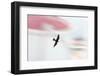 Peregrine falcon in flight, Port of Barcelona, Spain-Oriol Alamany-Framed Photographic Print