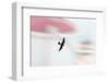 Peregrine falcon in flight, Port of Barcelona, Spain-Oriol Alamany-Framed Photographic Print