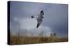 Peregrine Falcon in Flight-W^ Perry Conway-Stretched Canvas