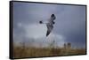 Peregrine Falcon in Flight-W^ Perry Conway-Framed Stretched Canvas