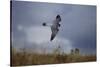 Peregrine Falcon in Flight-W^ Perry Conway-Stretched Canvas