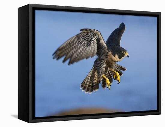 Peregrine Falcon in Flight-W^ Perry Conway-Framed Stretched Canvas