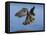 Peregrine Falcon in Flight-W^ Perry Conway-Framed Stretched Canvas