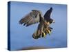 Peregrine Falcon in Flight-W^ Perry Conway-Stretched Canvas