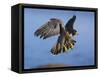Peregrine Falcon in Flight-W^ Perry Conway-Framed Stretched Canvas