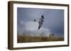 Peregrine Falcon in Flight-W^ Perry Conway-Framed Photographic Print