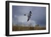 Peregrine Falcon in Flight-W^ Perry Conway-Framed Photographic Print