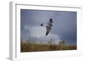 Peregrine Falcon in Flight-W^ Perry Conway-Framed Photographic Print