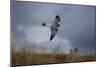 Peregrine Falcon in Flight-W^ Perry Conway-Mounted Photographic Print