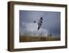 Peregrine Falcon in Flight-W^ Perry Conway-Framed Photographic Print