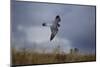 Peregrine Falcon in Flight-W^ Perry Conway-Mounted Photographic Print