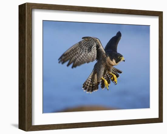 Peregrine Falcon in Flight-W^ Perry Conway-Framed Photographic Print