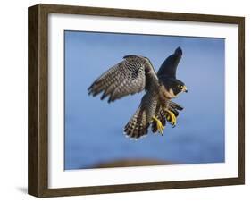 Peregrine Falcon in Flight-W^ Perry Conway-Framed Photographic Print