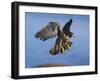 Peregrine Falcon in Flight-W^ Perry Conway-Framed Photographic Print