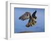 Peregrine Falcon in Flight-W^ Perry Conway-Framed Photographic Print