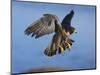 Peregrine Falcon in Flight-W^ Perry Conway-Mounted Photographic Print