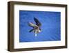 Peregrine Falcon In Flight-outdoorsman-Framed Photographic Print