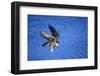 Peregrine Falcon In Flight-outdoorsman-Framed Photographic Print