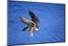 Peregrine Falcon In Flight-outdoorsman-Mounted Photographic Print
