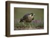 Peregrine Falcon in Grass-DLILLC-Framed Photographic Print