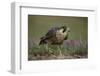 Peregrine Falcon in Grass-DLILLC-Framed Photographic Print