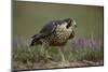Peregrine Falcon in Grass-DLILLC-Mounted Photographic Print