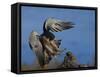 Peregrine Falcon Landing-W^ Perry Conway-Framed Stretched Canvas