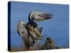 Peregrine Falcon Landing-W^ Perry Conway-Stretched Canvas