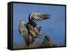 Peregrine Falcon Landing-W^ Perry Conway-Framed Stretched Canvas