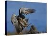 Peregrine Falcon Landing-W^ Perry Conway-Stretched Canvas