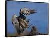 Peregrine Falcon Landing-W^ Perry Conway-Framed Stretched Canvas