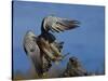 Peregrine Falcon Landing-W^ Perry Conway-Stretched Canvas