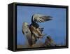 Peregrine Falcon Landing-W^ Perry Conway-Framed Stretched Canvas