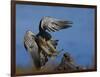 Peregrine Falcon Landing-W^ Perry Conway-Framed Photographic Print