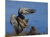 Peregrine Falcon Landing-W^ Perry Conway-Mounted Photographic Print