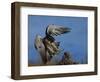 Peregrine Falcon Landing-W^ Perry Conway-Framed Photographic Print