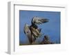 Peregrine Falcon Landing-W^ Perry Conway-Framed Photographic Print