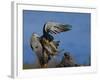 Peregrine Falcon Landing-W^ Perry Conway-Framed Photographic Print