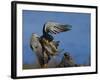 Peregrine Falcon Landing-W^ Perry Conway-Framed Photographic Print