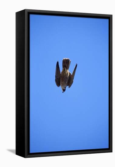 Peregrine Falcon Swooping-null-Framed Stretched Canvas