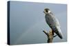Peregrine Falcon with Rainbow Behind-null-Stretched Canvas