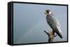 Peregrine Falcon with Rainbow Behind-null-Framed Stretched Canvas