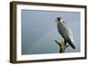 Peregrine Falcon with Rainbow Behind-null-Framed Photographic Print