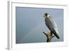 Peregrine Falcon with Rainbow Behind-null-Framed Photographic Print