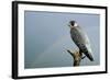 Peregrine Falcon with Rainbow Behind-null-Framed Photographic Print