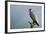 Peregrine Falcon with Rainbow Behind-null-Framed Photographic Print