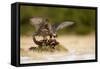 Peregrine Falcon-Milan Zygmunt-Framed Stretched Canvas