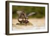 Peregrine Falcon-Milan Zygmunt-Framed Photographic Print