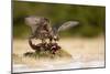 Peregrine Falcon-Milan Zygmunt-Mounted Photographic Print